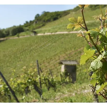 Pinot Noir Apartman